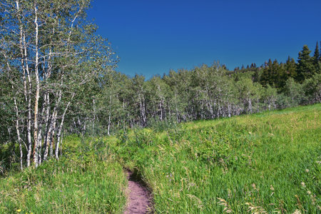 Timpanogos back hiking Salamander Flat Willow Hollow and Snow Gauging Loop trail Uinta Wasatch Cache National Forest, Rocky Mountains, Utah. United States.の写真素材