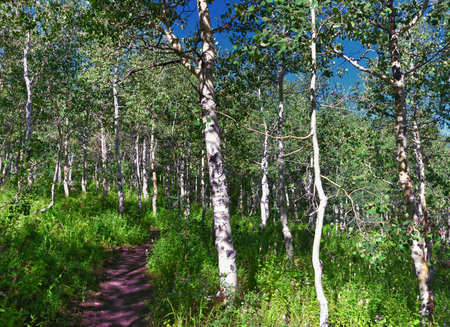 Timpanogos back hiking Salamander Flat Willow Hollow and Snow Gauging Loop trail Uinta Wasatch Cache National Forest, Rocky Mountains, Utah. United States.の写真素材