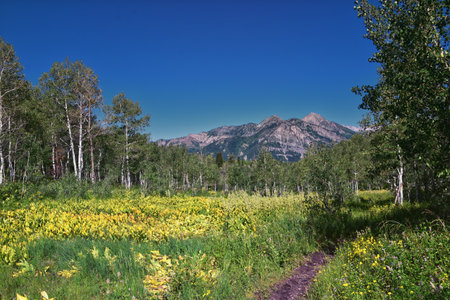 Timpanogos back hiking Salamander Flat Willow Hollow and Snow Gauging Loop trail Uinta Wasatch Cache National Forest, Rocky Mountains, Utah. United States.の写真素材