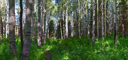 Timpanogos back hiking Salamander Flat Willow Hollow and Snow Gauging Loop trail Uinta Wasatch Cache National Forest, Rocky Mountains, Utah. United States.の写真素材