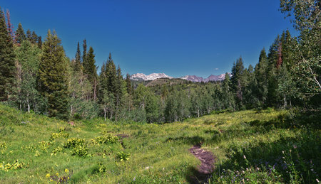 Timpanogos back hiking Salamander Flat Willow Hollow and Snow Gauging Loop trail Uinta Wasatch Cache National Forest, Rocky Mountains, Utah. United States.の写真素材