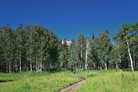 Timpanogos back hiking Salamander Flat Willow Hollow and Snow Gauging Loop trail Uinta Wasatch Cache National Forest, Rocky Mountains, Utah. United States.の写真素材