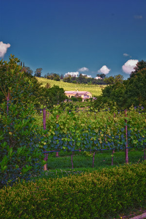 Tuscany vineyard winery typical estate in Italy, Europe.の写真素材