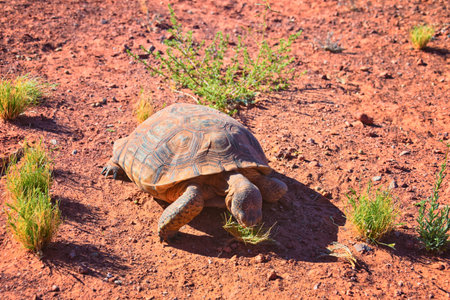 Mojave Desert Tortoise, Gopherus Agassizii, eating  grass and cactus foraging in the Red Cliffs Desert Reserve St George Southern Utah. United States.の写真素材