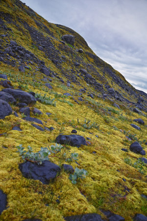 Steep hillside covered in yellow-green moss and scattered dark volcanic rocks, photographed against a cloudy sky in Icelandの写真素材
