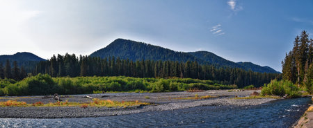 Hall of Mosses and Spruce Nature Trail, Hoh Rainforest, Olympic National Park, Washington, United States, America.の写真素材