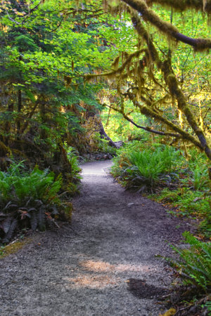 Hall of Mosses and Spruce Nature Trail, Hoh Rainforest, Olympic National Park, Washington, United...