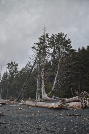 Rialto Beach and ocean views at dusk in Olympic National Park, Washington State, USA.