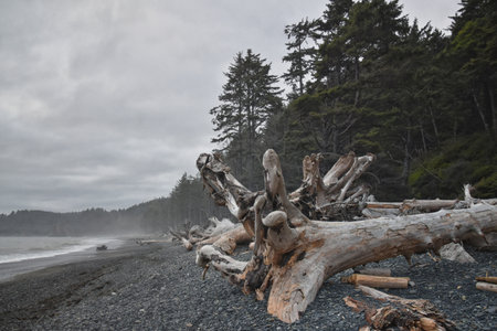 Rialto Beach beach and ocean island views at dusk in Olympic National Park, Washington State, USA.の写真素材