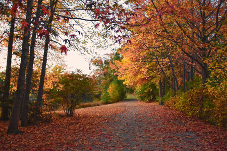 Roger Williams Park, Rhode Island, USA - October 10, 2024 fall leaves at dusk