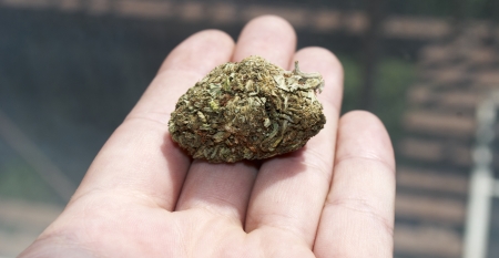 Weed, Colorado Marijuana Grunge Detail and Backgroundの写真素材