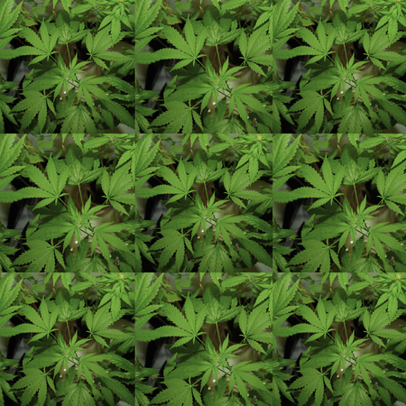 Weed, Medical Marijuana Grunge Detail and Backgroundの写真素材