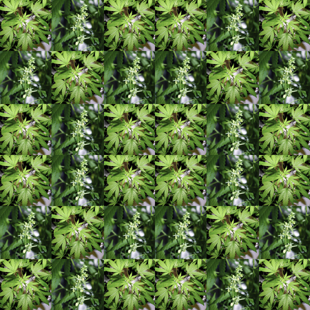 Weed, Medical Marijuana Grunge Detail and Backgroundの写真素材