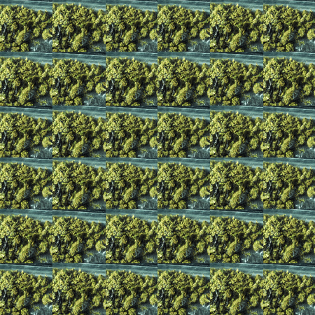 Weed, Medical Marijuana Grunge Detail and Backgroundの写真素材