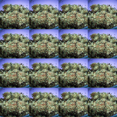 Weed, Medical Marijuana Grunge Detail and Background