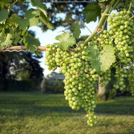 Grapes in Vineyard の写真素材