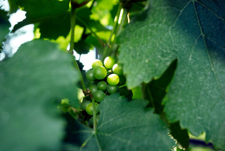 Grapes in Vineyard 
