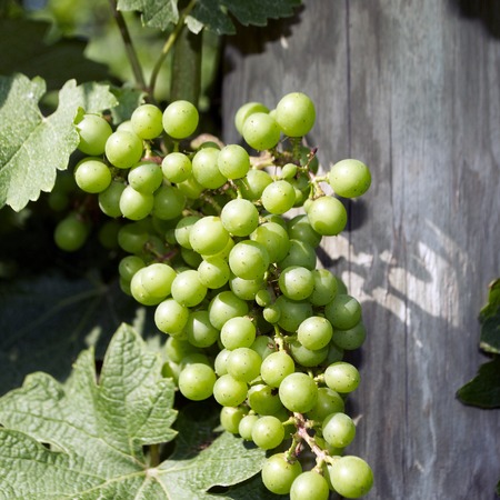 Grapes in Vineyard の写真素材