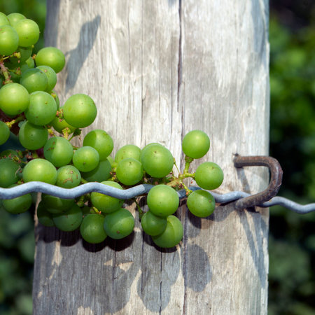 Grapes in Vineyard 