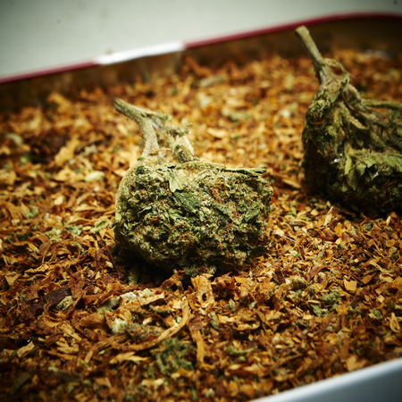 Legal Pot or Weed from the Buds of the Cannabis or Marijuana Plantsの写真素材