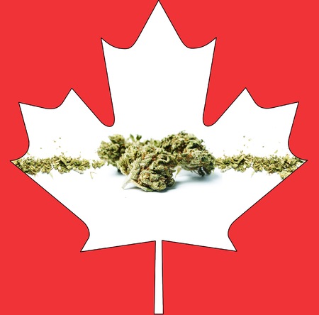 Marijuana and Cannabisの写真素材