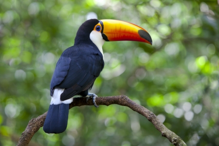 Toucan in the Jungleの写真素材
