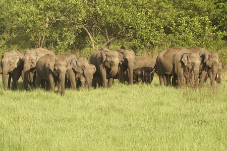 Large herd of wild asian elephants in Corbett National Park, Uttaranchal, Indiaの写真素材