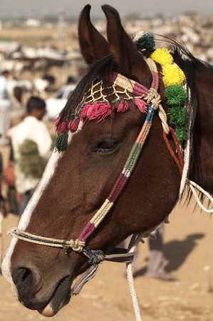 Marwari horse for sale at the Pushkar Camel Fair in Rajasthan, Indiaの写真素材