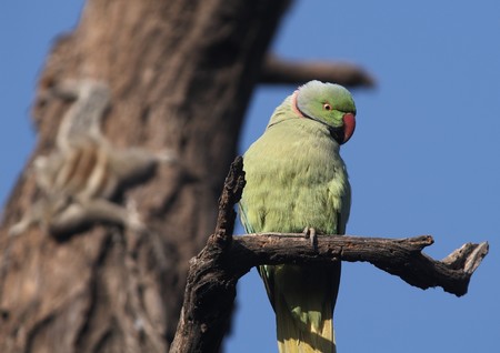Green bird perched on branch of a dead tree. Keoladeo Ghana National Park, Indiaの写真素材