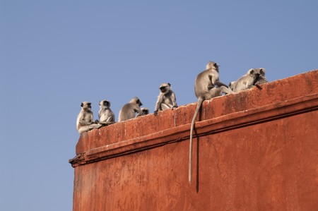 Troupe of Languor monkeys on the red colored wall of Jaigarh Fort. Jaipur, Rajasthan, Indiaの写真素材