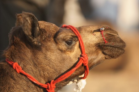 Young camel with blood running from its nose shortly after having had a stud fitted. Pushkar Fair, Rajasthan, Indiaの写真素材