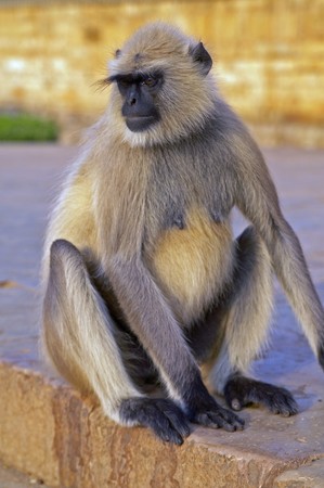 Langur monkey on the steps of a Hindu Temple in Chittaugarh Rajasthan Indiaの写真素材