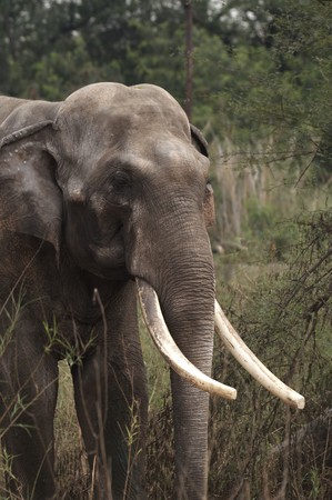 Huge male tusker. Asian elephant at Delhi Zoo. Indiaの写真素材