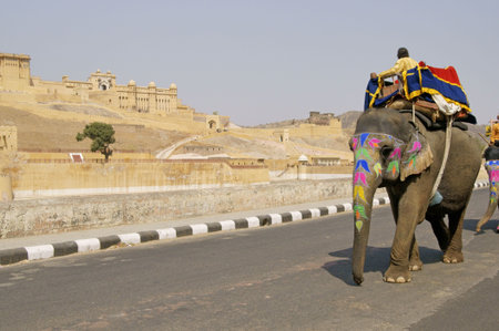 Elephant with decorated head and trunk walking along the road at Amber Fort in Jaipur, Rajasthan, India.の写真素材