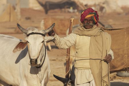 Nagaur, Rajasthan, India - February 16, 2008: Rajasthani man with his prize bullock at the Nagaur Cattle Fair in Rajasthan, India.のeditorial素材