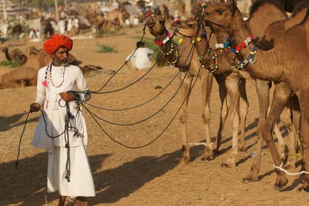 Pushkar, India - November 8, 2008: Indian man leading a group of well groomed young camels across the sand at the Pushkar Fair in Rajasthan, Indのeditorial素材