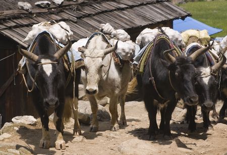Group of Yaks carrying goods along the route to Everest Base Camp in the Himalayan Mountains of Nepalの写真素材