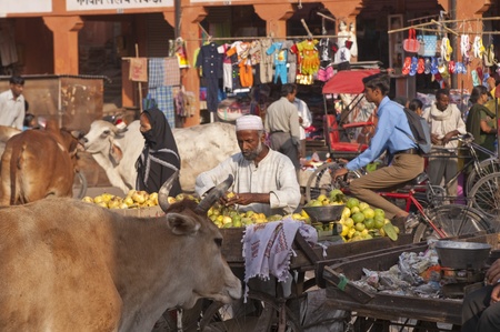 Jaipur, India - November 12, 2007: Crowded street complete with cows in Jaipur, Rajasthan, India.のeditorial素材