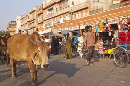 Jaipur, India - November 12, 2007: Crowded street complete with cows in Jaipur, Rajasthan, India.のeditorial素材