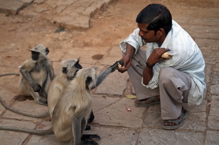 Orchha, India - March 29, 2007: Indian man feeding wild Languor monkeysのeditorial素材