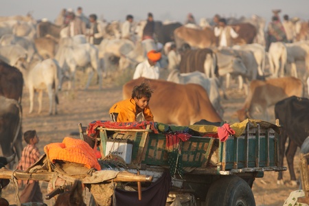Pushkar, Rajasthan, India -  November 7, 2008: Small child clambering over a camel cart at the Pushkar Fair, Rajasthan, Indiaのeditorial素材
