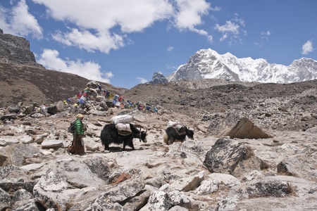 Himalaya Mountains, Nepal - May 17, 2010: Nepalese woman and yaks loaded with supplies heading through mountain scenery to Everest Base Camp in Nepalのeditorial素材