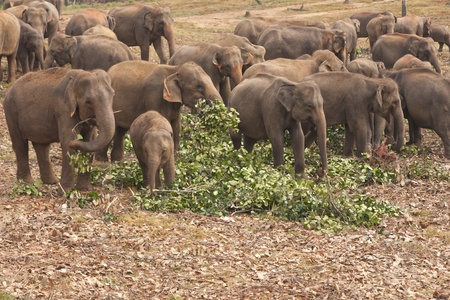 Herd of asian elephants feeding on freshly cut branches at the Pinnawela Elephant Orphanage in Sri Lankaの写真素材