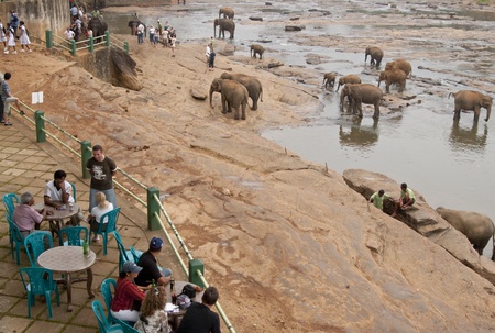Pinnawela Elephant Orphanage, Sri Lanka - January 26, 2009: Tourists watch a herd of asian elephants in the Maha Oya river at the Pinnawela Elephant Orphanage in Sri Lankaのeditorial素材