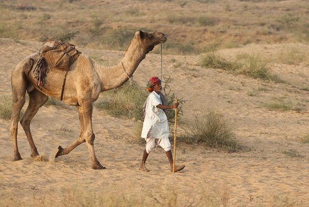 Pushkar, Rajasthan, India -  November 6, 2008: Camel herder arrives at the annual Pushkar Camel Fair in Rajasthan, Indiaのeditorial素材