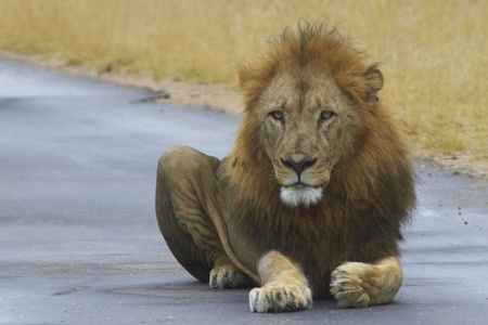 Large male lion lying down on a road in Kruger National Park, South Africaの写真素材