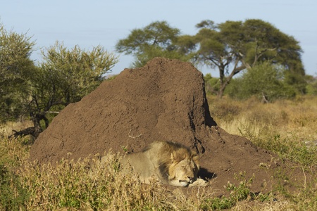 Male African Lion  Panthera leo  sleeping next to a large termite mound in Mashuta Game Reserve in Botswanaの写真素材