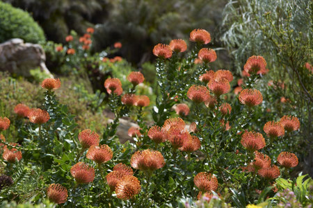 Protea flowers in Kirstenbosch National Botanical Gardens in Cape Town, South Africaの写真素材