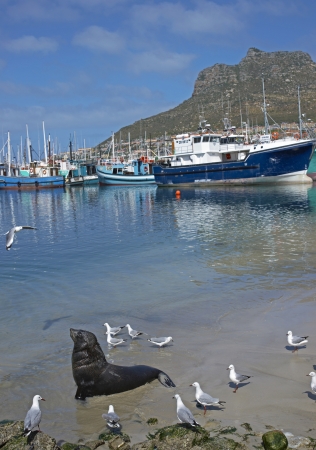 Houts Bay, South Africa - September 15, 2011: Cape Fur Seal (Arctocephalus pusillus) in shallow water amongst the fishing boats in Houts Bay, South Africaのeditorial素材