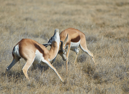 Male springok  Antidorcas marsupialis  fighting in Etosha National Park, Namibiaの写真素材